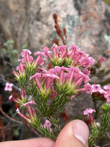 Quality Heath (Erica walkeria)