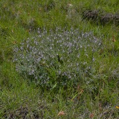 Jamesbrittenia pristisepala