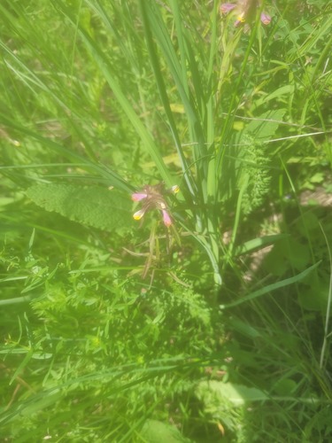 Crested Cow-wheat (Melampyrum cristatum)