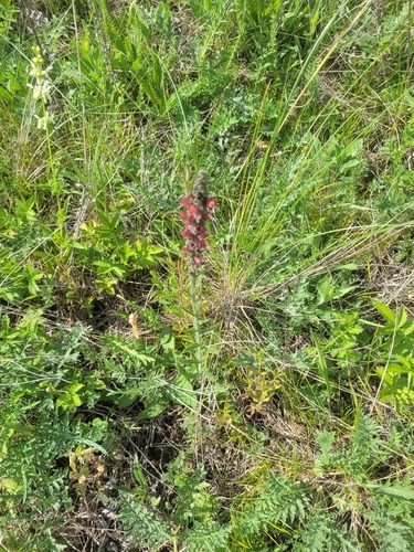 Capul șarpelui (Pontechium maculatum)