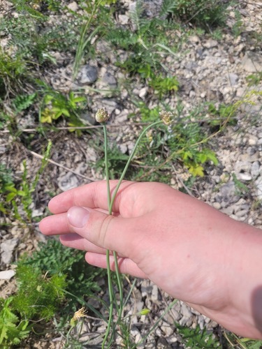 erect chive (Allium strictum)