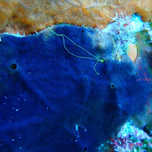 Bluish Encrusting Sponge, Crete, Crete, GR, photo 8 of 10