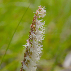 Holothrix scopularia