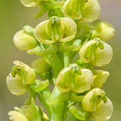 Pterygodium leucanthum