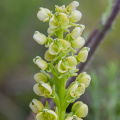 Pterygodium leucanthum