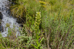 Pterygodium leucanthum