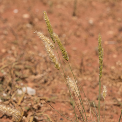 Enneapogon intermedius