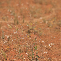 Digitaria divaricatissima