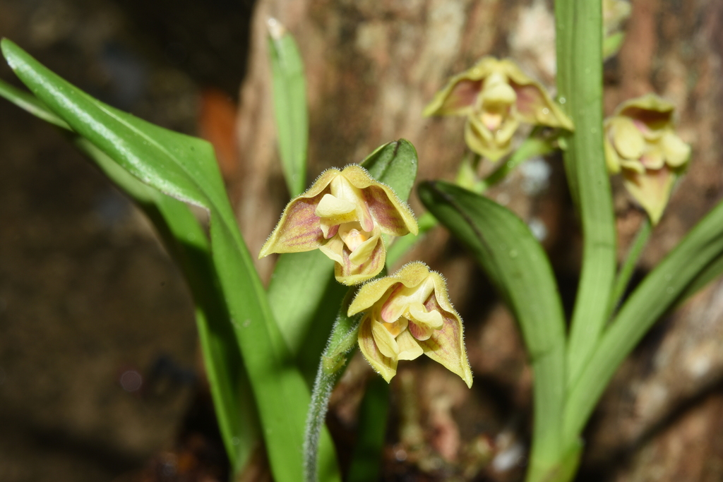 Velvet Snout Orchid