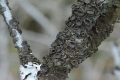 Melanohalea septentrionalis