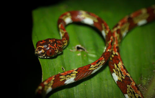 Photo of a Canopy Snail-eating Snake (Sibon canopy)