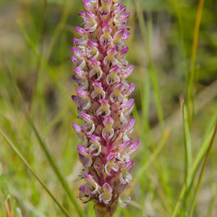 Disa fragrans