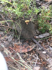 Pseudomys shortridgei