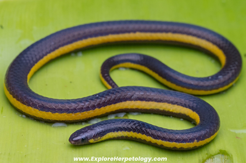 White-Striped Reed Snake