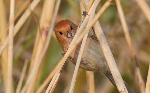 Vinous-throated Parrotbill, Zhengzhou, CN-HE, CN, photo 8 of 10