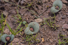 Massonia wittebergensis
