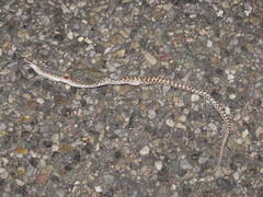 Arizona elegans philipi