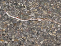 Arizona elegans philipi