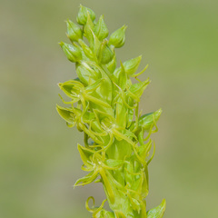 Habenaria lithophila