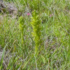 Habenaria lithophila