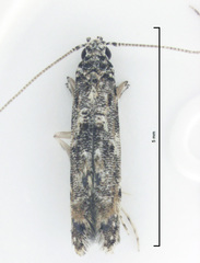 Microcolona