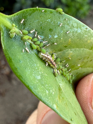 Unknown species found near N Kingsway Rd, Thonotosassa, FL, US