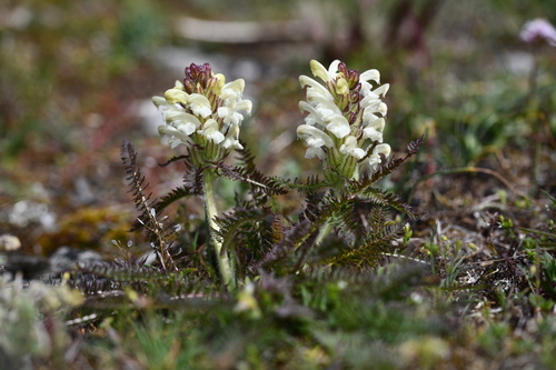 Crested Lousewort (Pedicularis comosa)