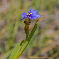 Aristea montana