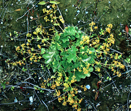 Alchemilla subcrenata, photograph 3
