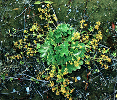 Alchemilla subcrenata, photograph (c) Oleg Kosterin, some rights reserved (CC BY)