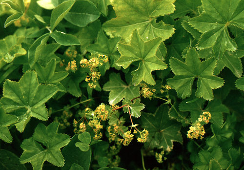 Alchemilla subcrenata, photograph 2