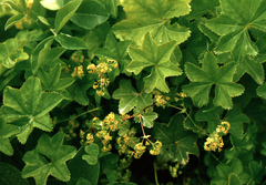 Alchemilla subcrenata, photograph (c) Oleg Kosterin, some rights reserved (CC BY)