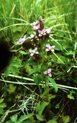 eared dwarf gentian (Gentianella auriculata)