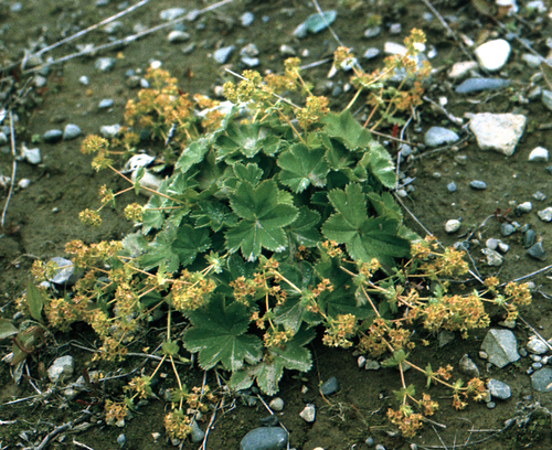 Large-toothed Lady's-mantle (Alchemilla subcrenata)