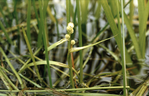 Northern Bur-reed (Sparganium glomeratum)