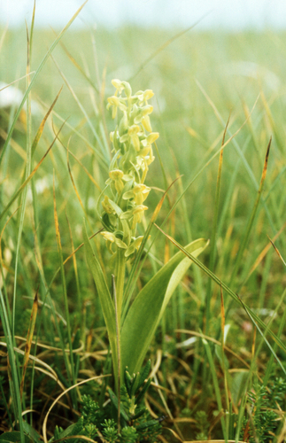 Aleutian Bog Orchid (Platanthera tipuloides)