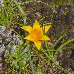 Romulea macowanii