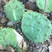 Opuntia xanthoglochia - Photo (c) Aidan Campos, some rights reserved (CC BY-NC), uploaded by Aidan Campos