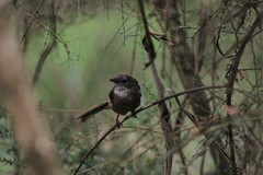 Pachycephala olivacea