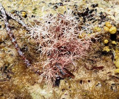 Red Seaweed