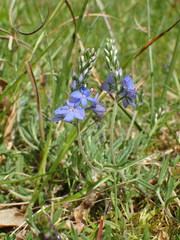 Veronica satureiifolia