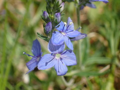 Veronica satureiifolia