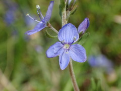 Veronica satureiifolia