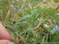 Veronica satureiifolia
