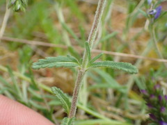 Veronica satureiifolia