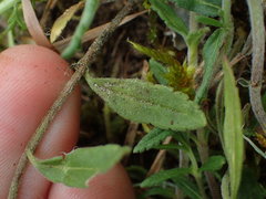Veronica satureiifolia