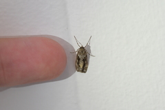 Eudonia submarginalis