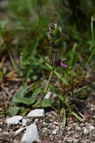Stachys heraclea, photograph 6