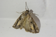 Eudonia submarginalis