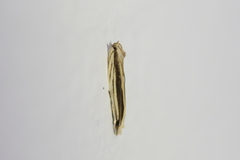 Erechthias stilbella